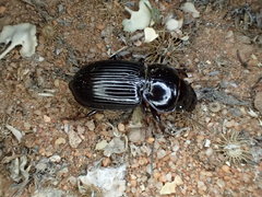 Phorticosomus