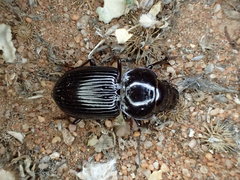 Phorticosomus