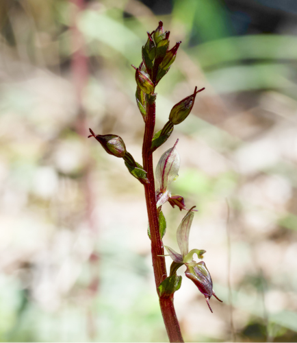large mosquito-orchid (Acianthus exsertus)