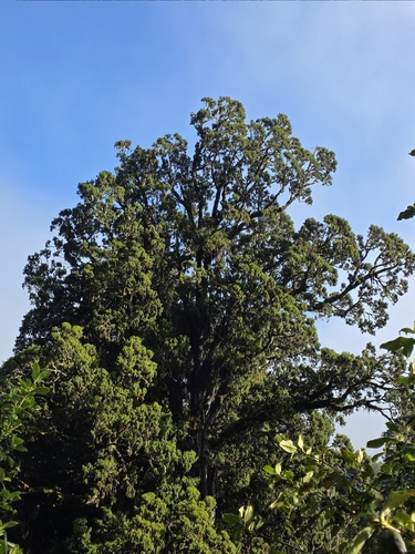 Dacrydium cupressinum