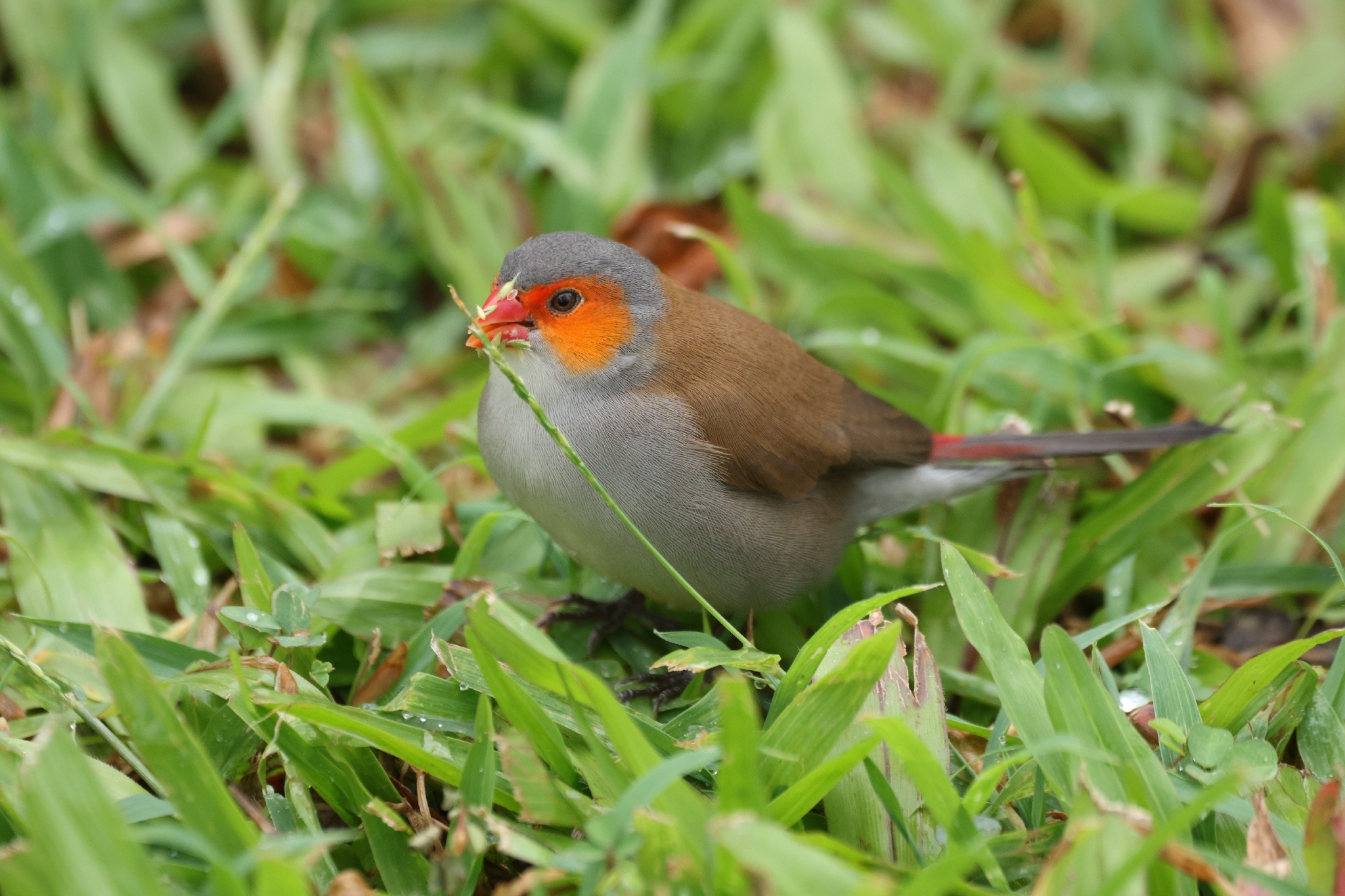 Orange-cheeked Waxbill (Estrilda melpoda), photo 9