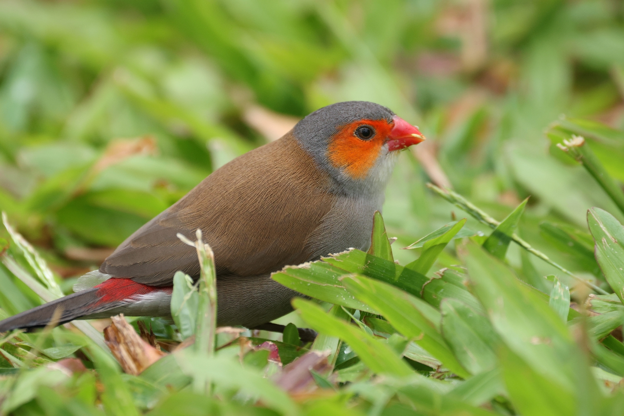 Orange-cheeked Waxbill (Estrilda melpoda), photo 10