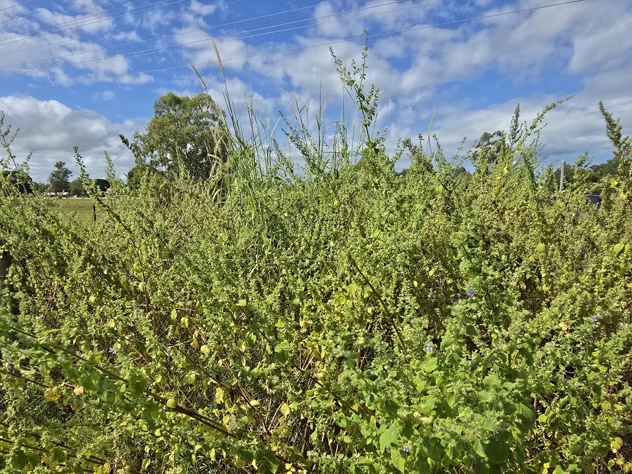 Pignut (Mesosphaerum suaveolens)