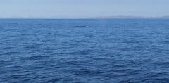 Balaenoptera edeni brydei