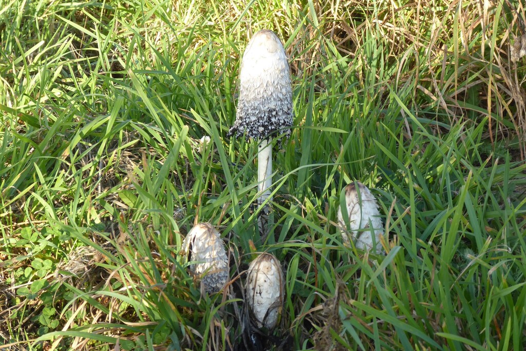 Coprinus comatus · April 2026 · photo: © aalbertrebergen (iNaturalist, cc-by-nc)