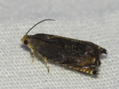 Hickory Shuckworm Moth photo 4