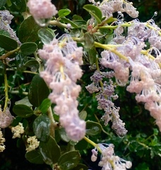 Ceanothus leucodermis