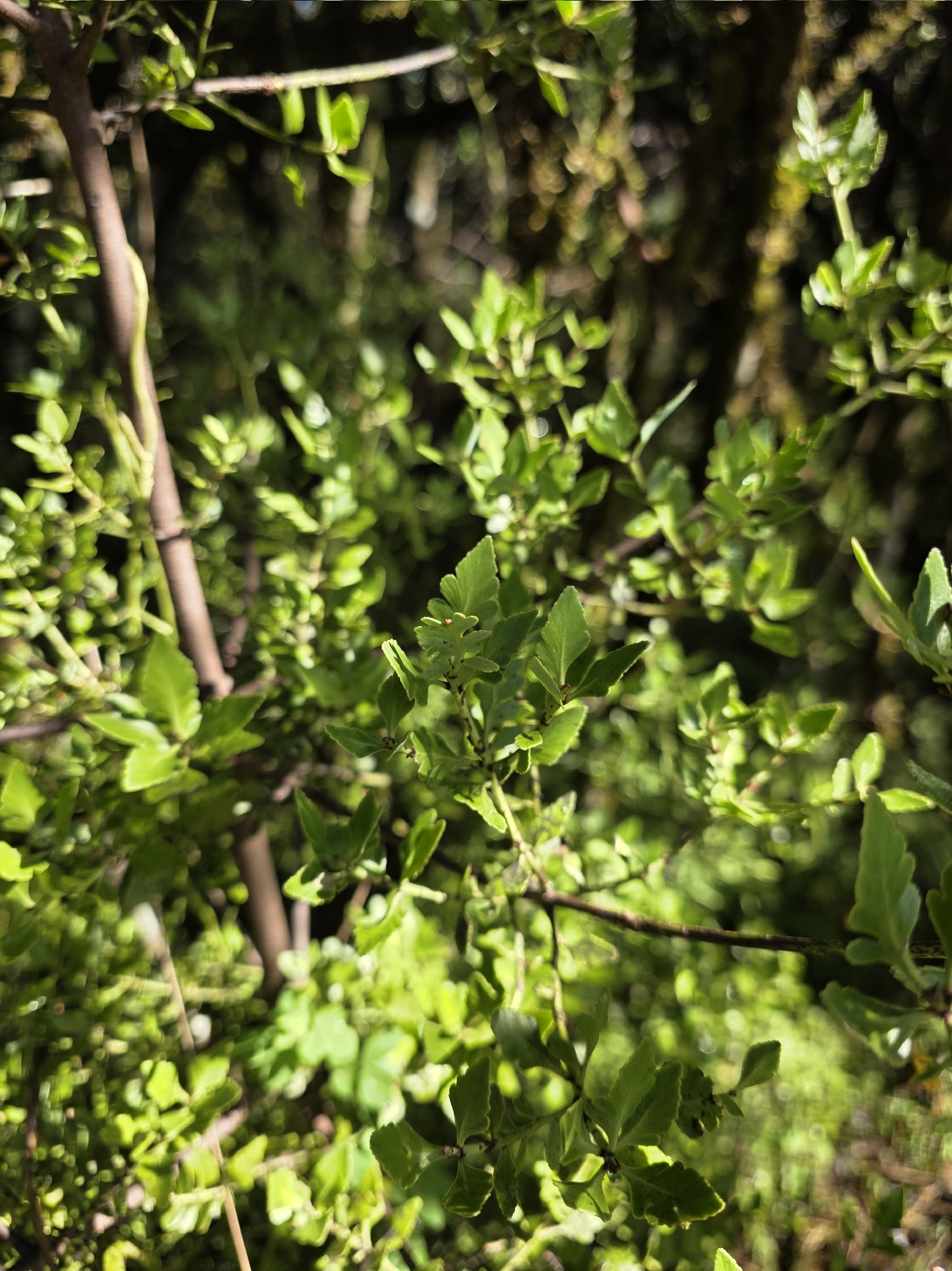 Mountain Toatoa (Phyllocladus alpinus)