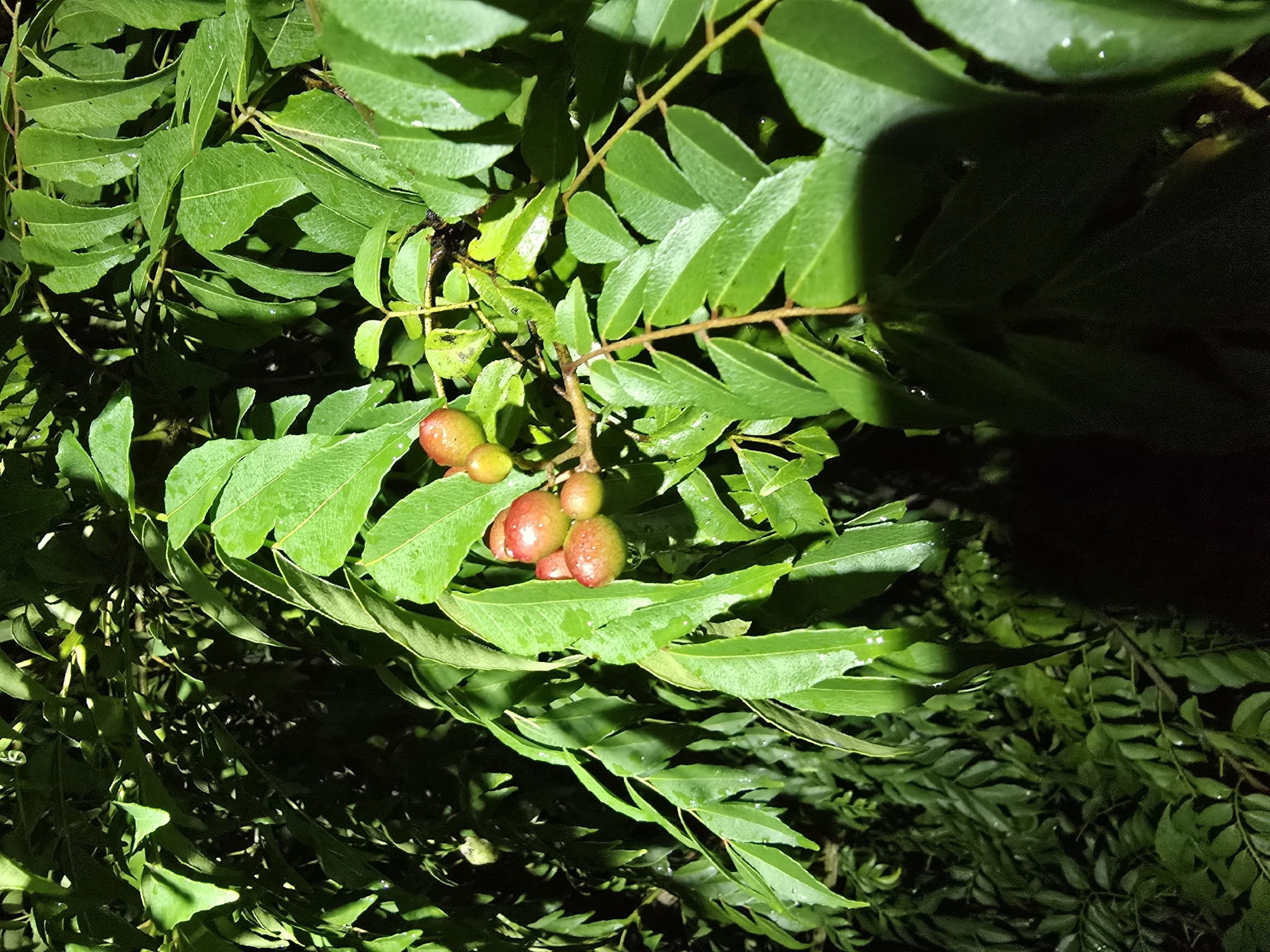 Curryleaftree (Bergera koenigii)