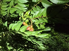 Curry (Bergera koenigii)
