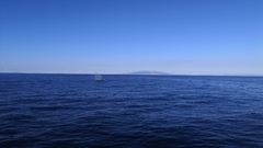 Balaenoptera edeni brydei