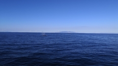 Balaenoptera edeni brydei