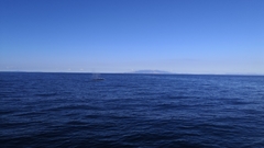 Balaenoptera edeni brydei