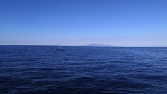 Balaenoptera edeni brydei