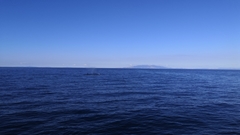 Balaenoptera edeni brydei