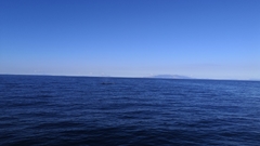 Balaenoptera edeni brydei