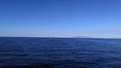 Balaenoptera edeni brydei