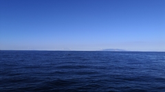 Balaenoptera edeni brydei