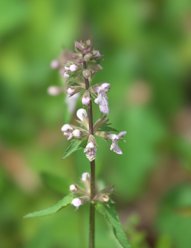Florida Hedgenettle (Stachys floridana)