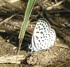 Tarucus sybaris linearis