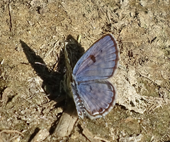 Tarucus sybaris linearis