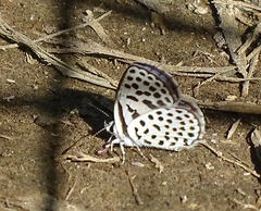 Tarucus sybaris linearis