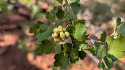 fragrant sumac (Rhus aromatica)