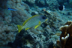 Plectorhinchus gaterinus