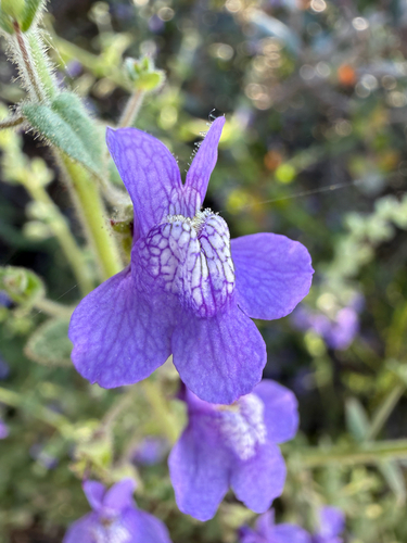 Nuttall's Snapdragon (Sairocarpus nuttallianus)