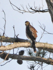 Accipiter minullus
