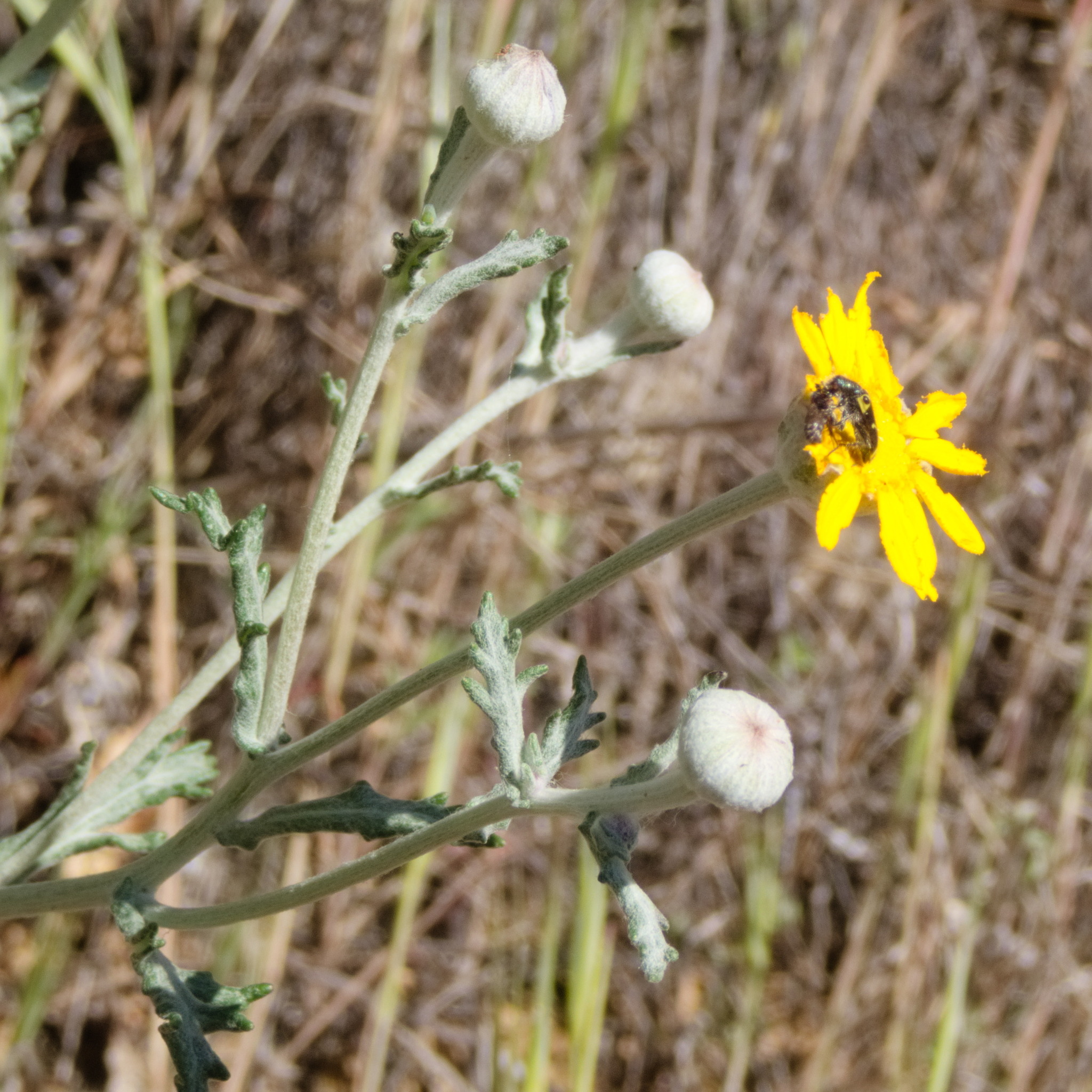 Common Woolly Sunflower (Eriophyllum lanatum)