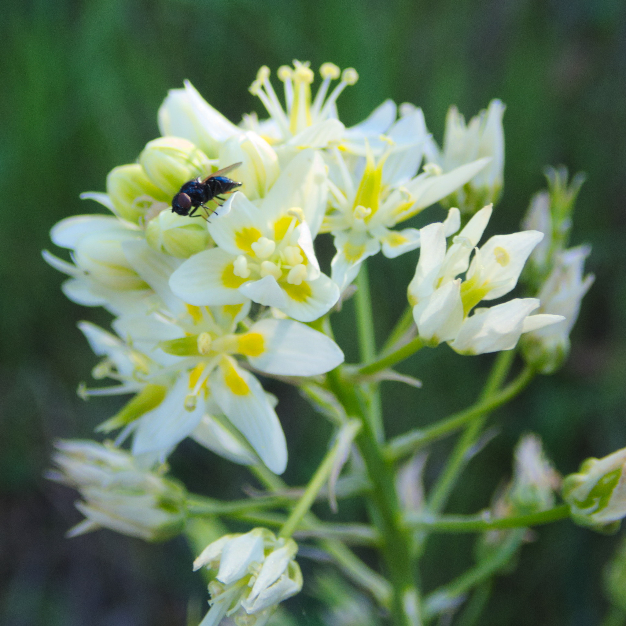 Fremont's Death Camas (Toxicoscordion fremontii)