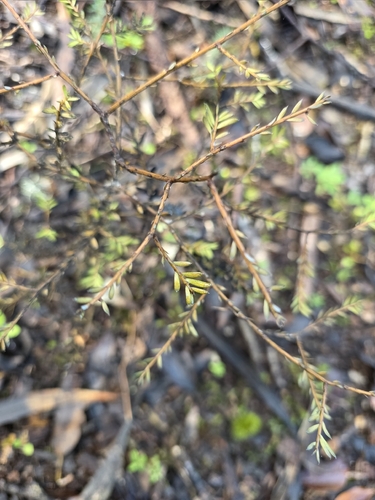Mataī (Prumnopitys taxifolia)