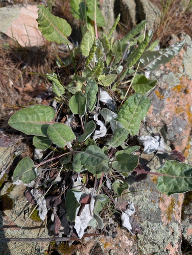 Redroot Buckwheat (Eriogonum racemosum)