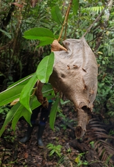 Angiopolybia