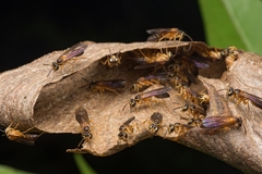 Angiopolybia