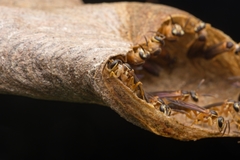 Angiopolybia