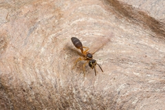 Angiopolybia