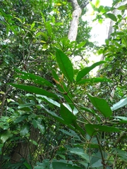 Turpinia ternata