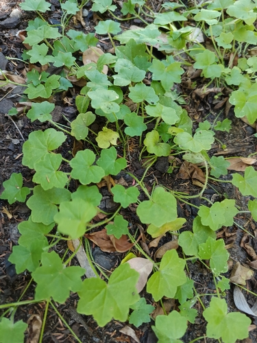 Hairy Pennywort (Hydrocotyle hirta)