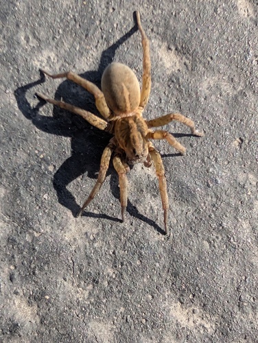 Rustic Wolf Spider photo 6