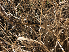 Thamnophis proximus proximus