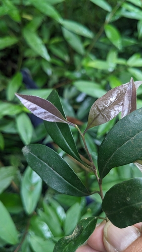 Ilex uraiensis, photograph 4