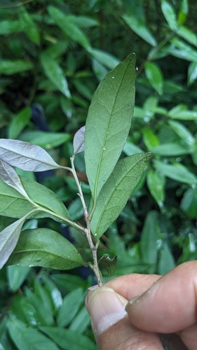 Ilex uraiensis, photograph 5