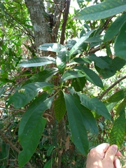 Lithocarpus brevicaudatus