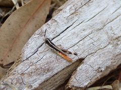 Macrotona securiformis