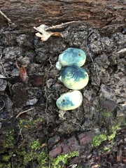 Rossbeevera pachydermis