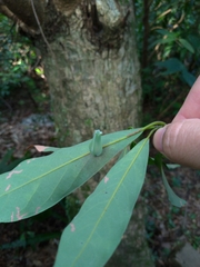 Daphnephila urnicola