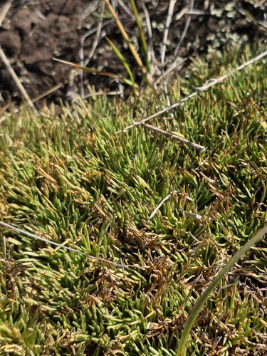Combsedge (Oreobolus pectinatus)