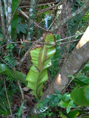 Asplenium setoi